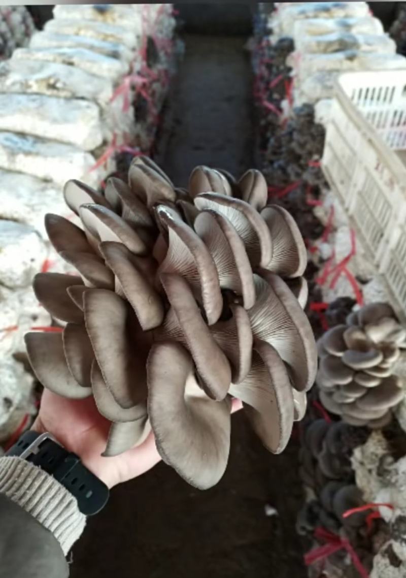 黑平菇即将大量上市。