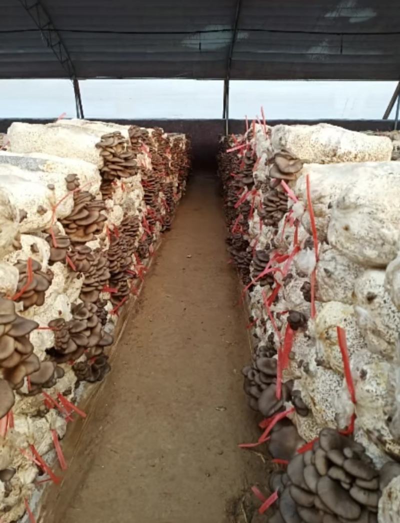 黑平菇即将大量上市。