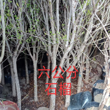果树批发园林绿化占地苗木