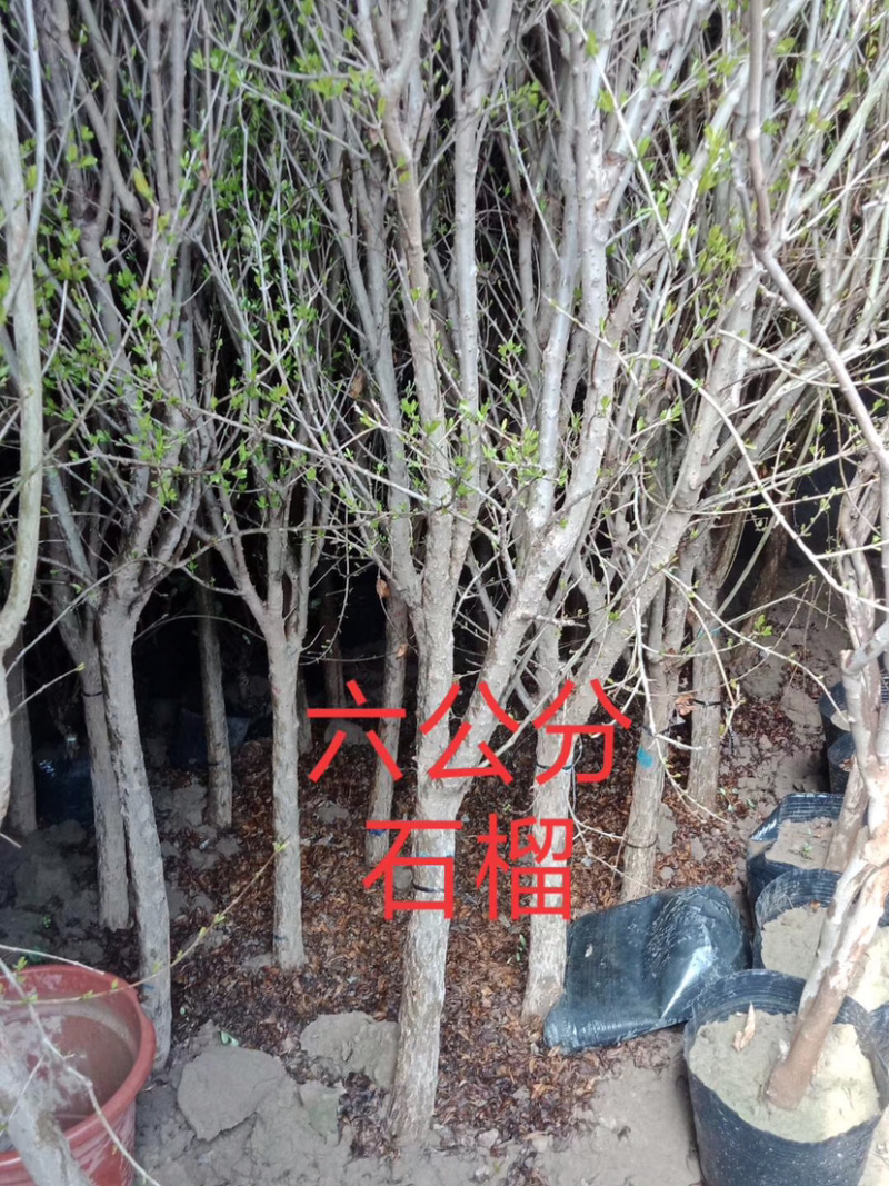 果树批发园林绿化占地苗木