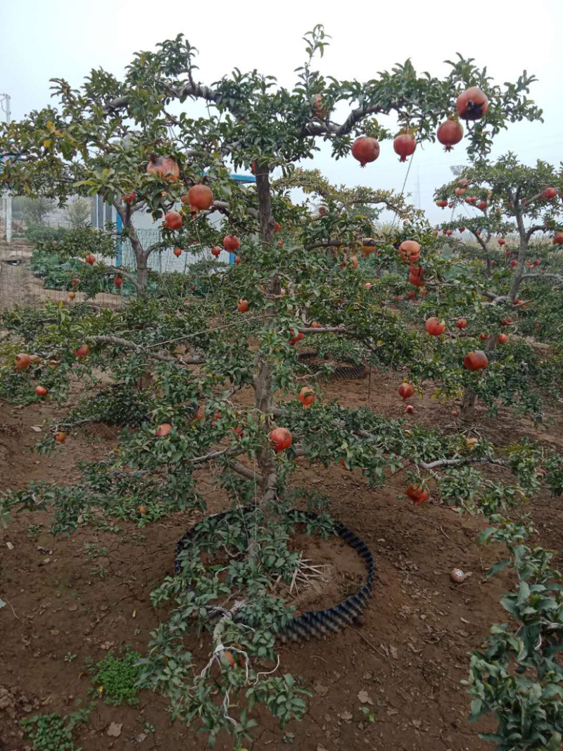 果树批发园林绿化占地苗木