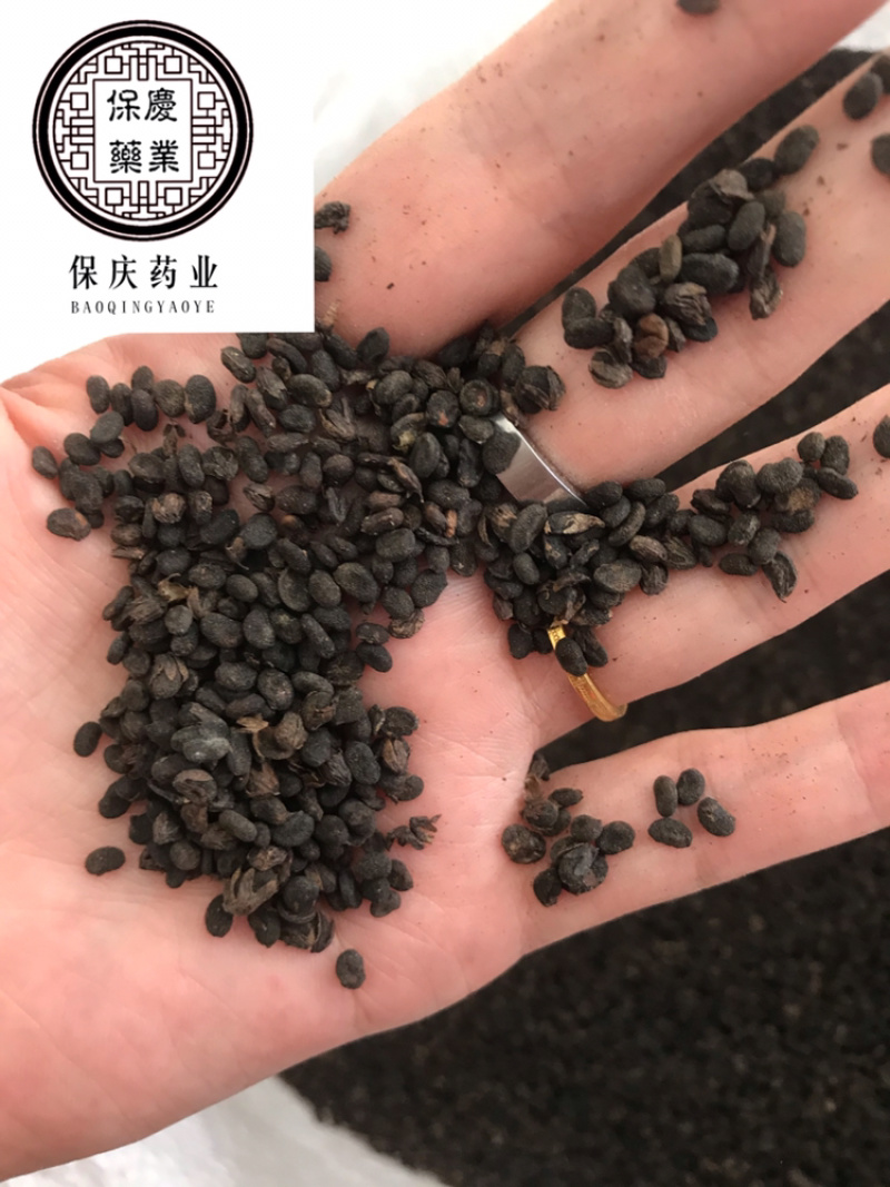 补骨脂破故纸保庆药业批发补骨脂实物拍摄炒补骨脂