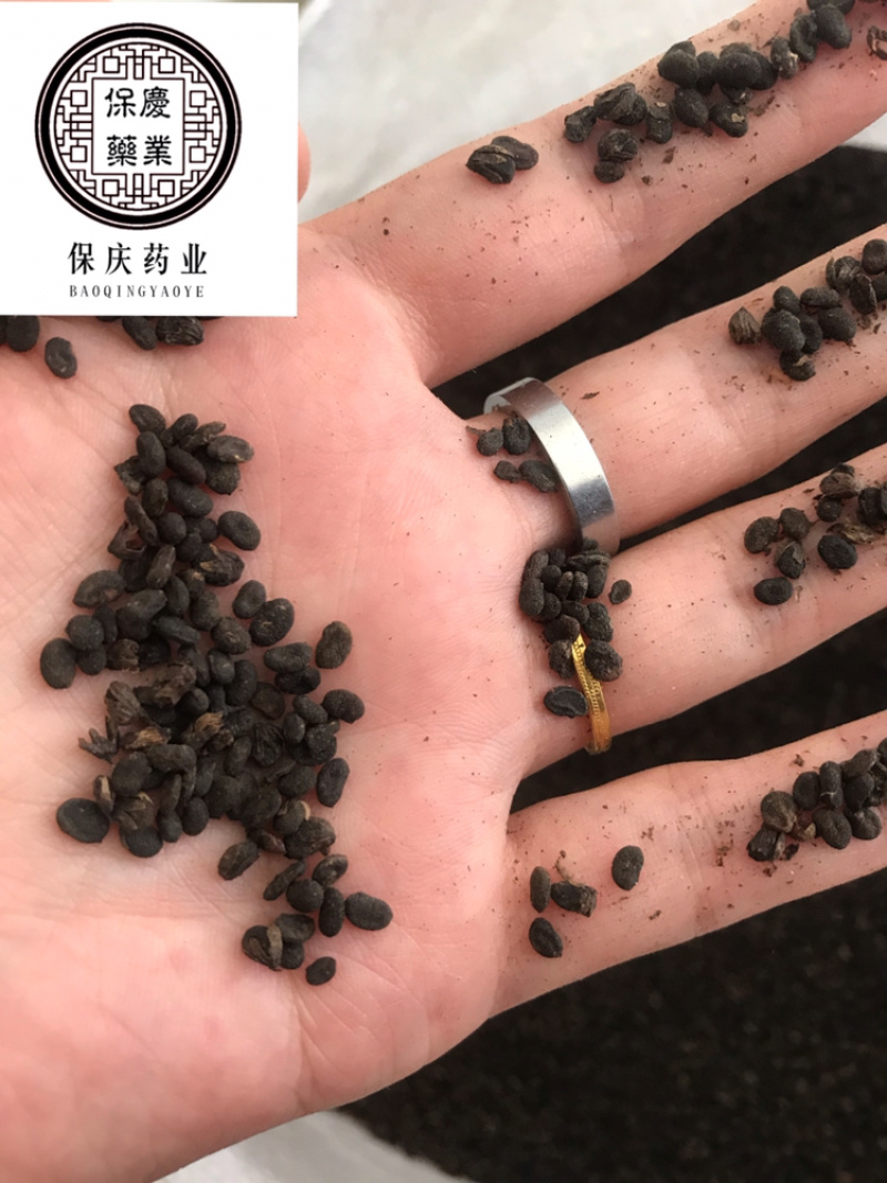 补骨脂破故纸保庆药业批发补骨脂实物拍摄炒补骨脂