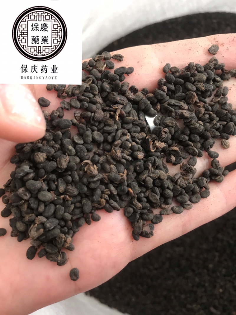 补骨脂破故纸保庆药业批发补骨脂实物拍摄炒补骨脂