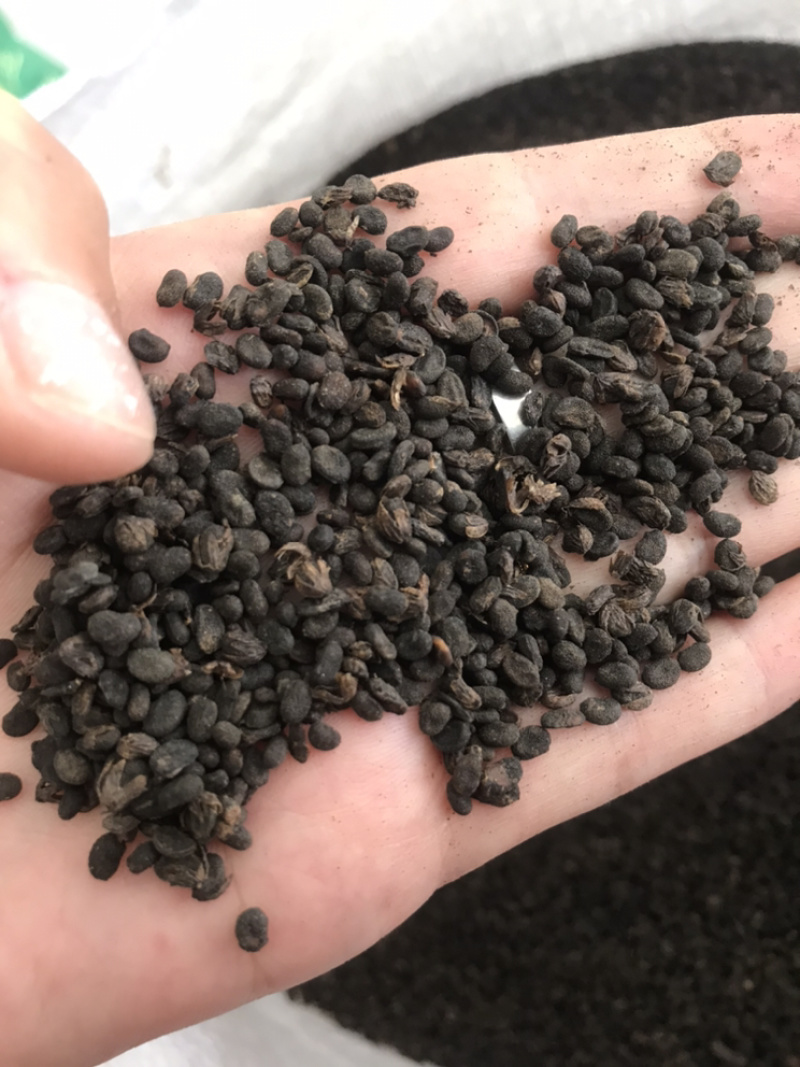 补骨脂破故纸保庆药业批发补骨脂实物拍摄炒补骨脂