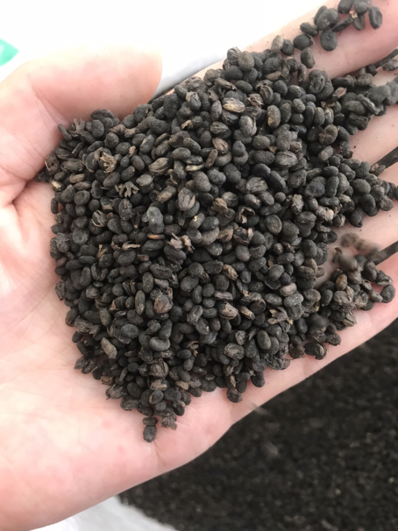 补骨脂破故纸保庆药业批发补骨脂实物拍摄炒补骨脂