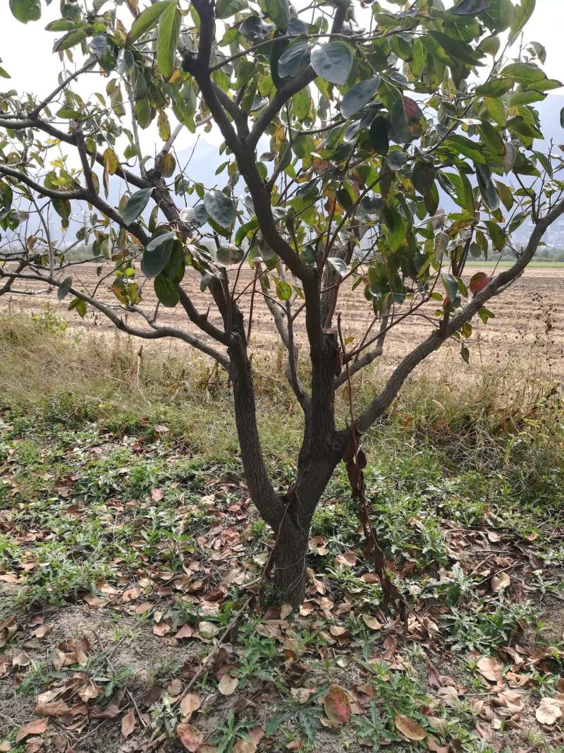柿子树绿化树果树