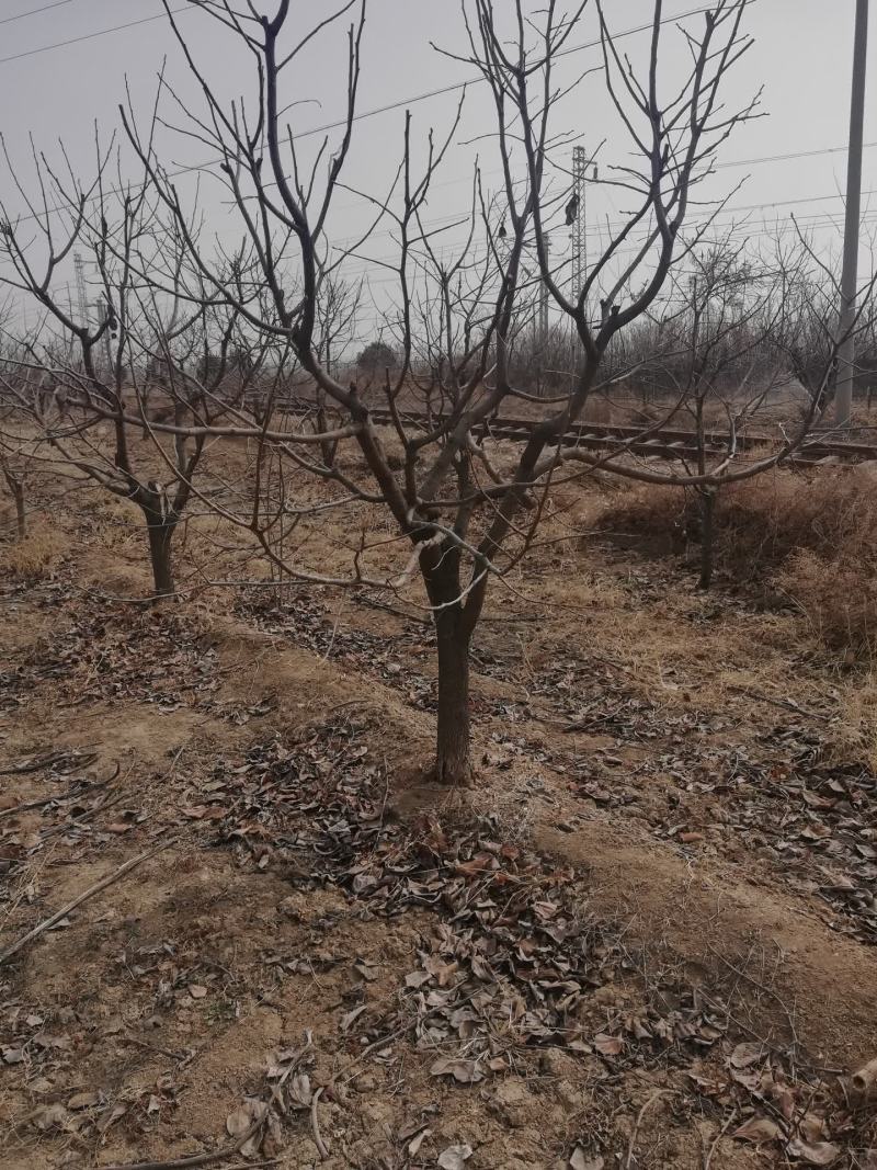 柿子树绿化树果树