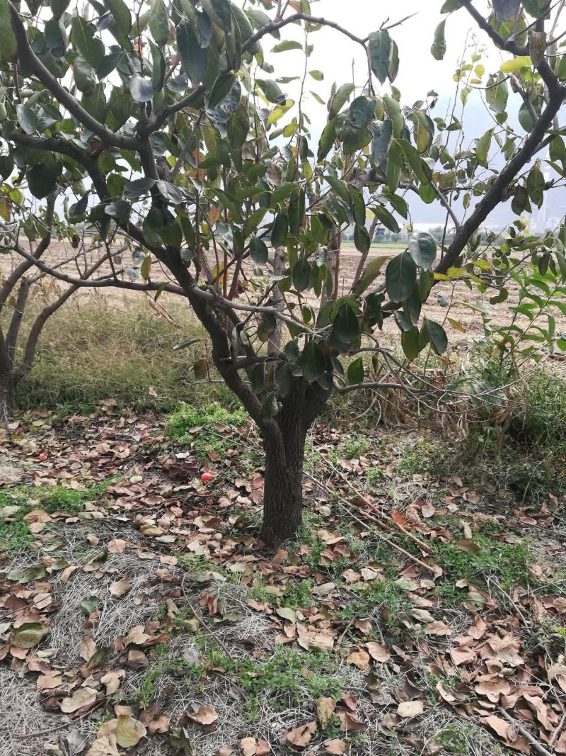 柿子树绿化树果树