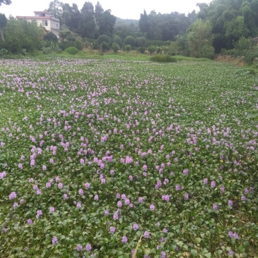 四川成都市天府新区本地胡芦花