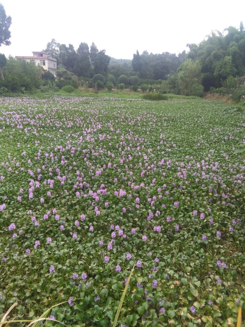 四川成都市天府新区本地胡芦花