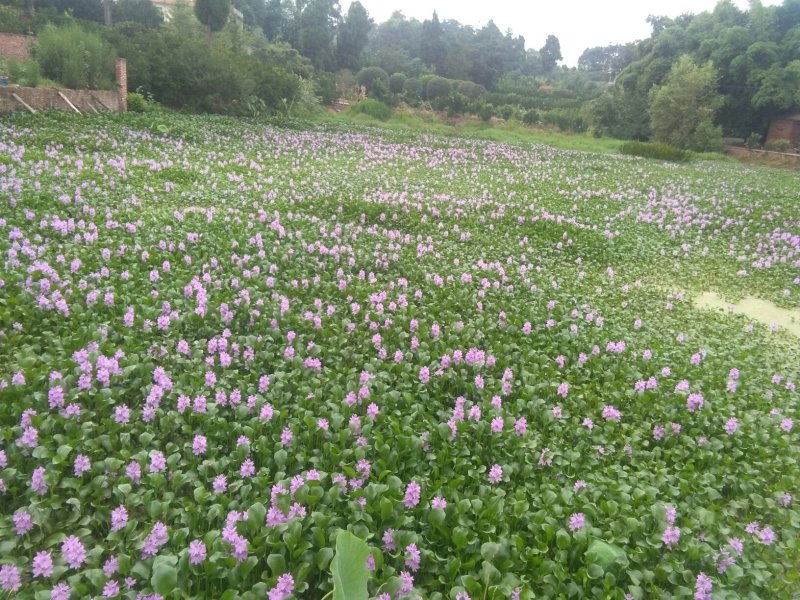 四川成都市天府新区本地胡芦花