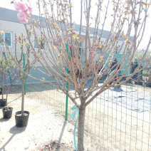 果树种植果树批发园林绿化