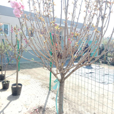 果树种植果树批发园林绿化