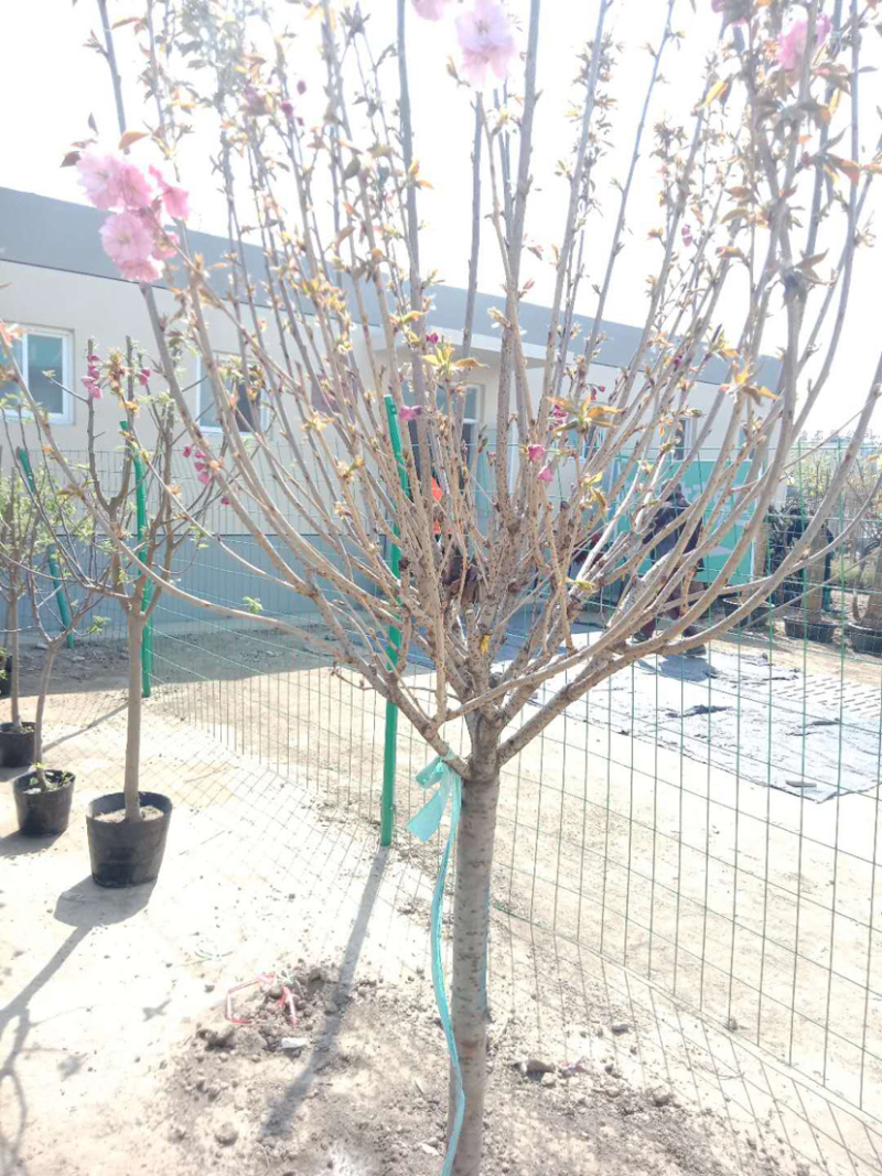 果树种植果树批发园林绿化