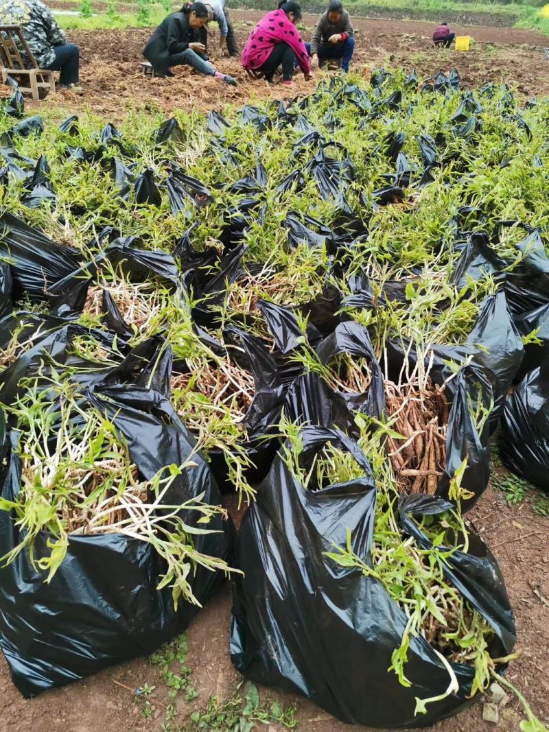 湖北对叶高产紫花百部种苗