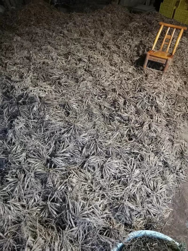 湖北对叶高产紫花百部种苗