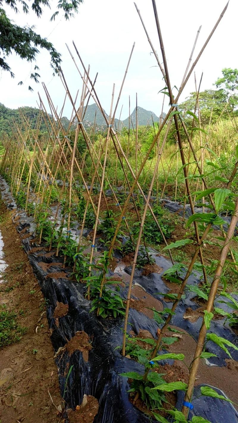 湖北对叶高产紫花百部种苗