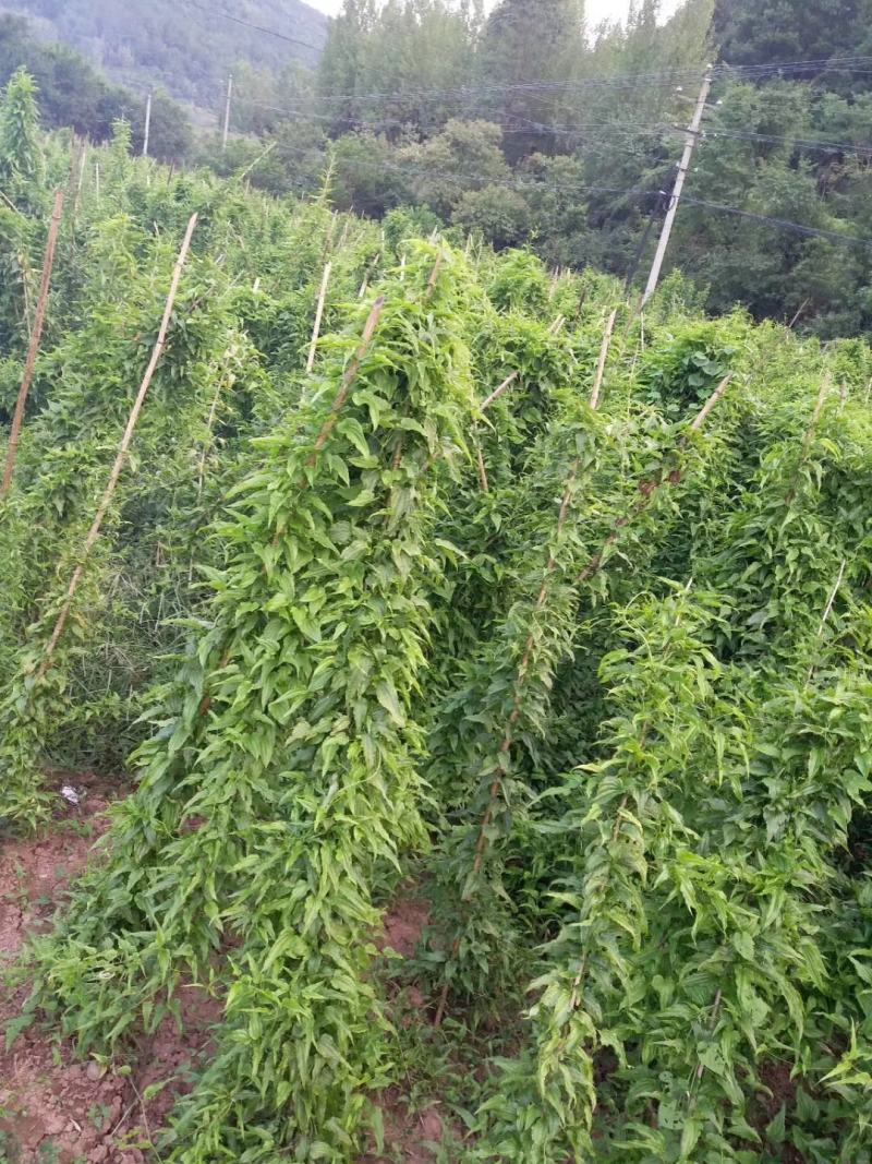 湖北对叶高产紫花百部种苗