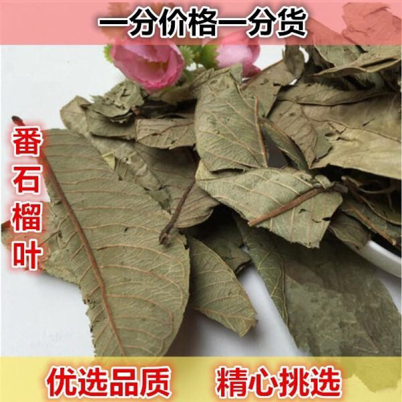 番石榴叶正宗红心番石榴也天然晾晒