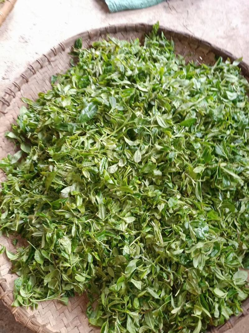 云南西双版纳普洱茶，有台地茶/小树茶/大树茶和古树茶