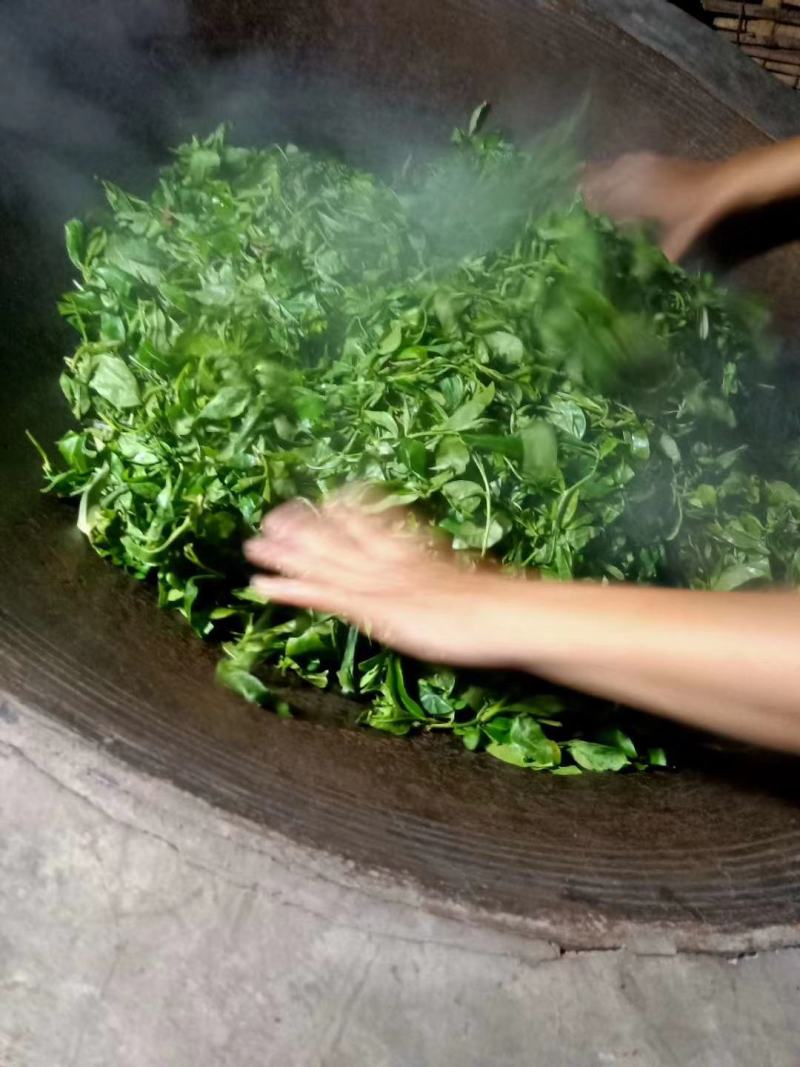 云南西双版纳普洱茶，有台地茶/小树茶/大树茶和古树茶