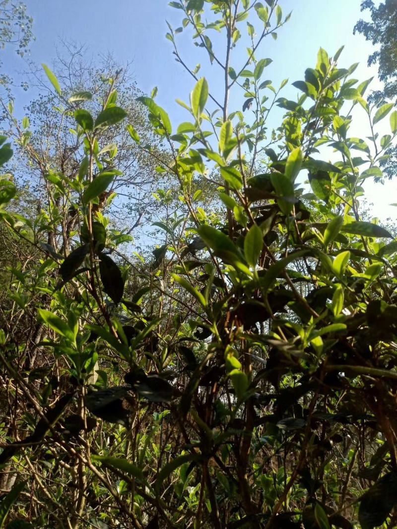 云南西双版纳普洱茶，有台地茶/小树茶/大树茶和古树茶