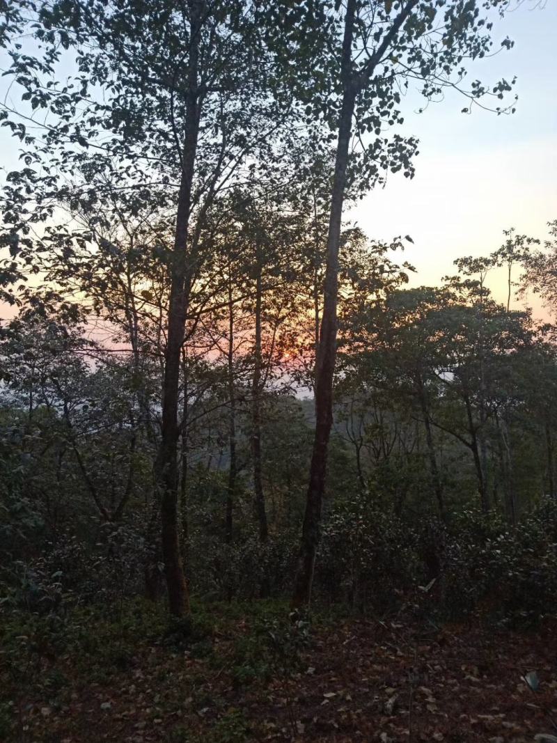 云南西双版纳普洱茶，有台地茶/小树茶/大树茶和古树茶