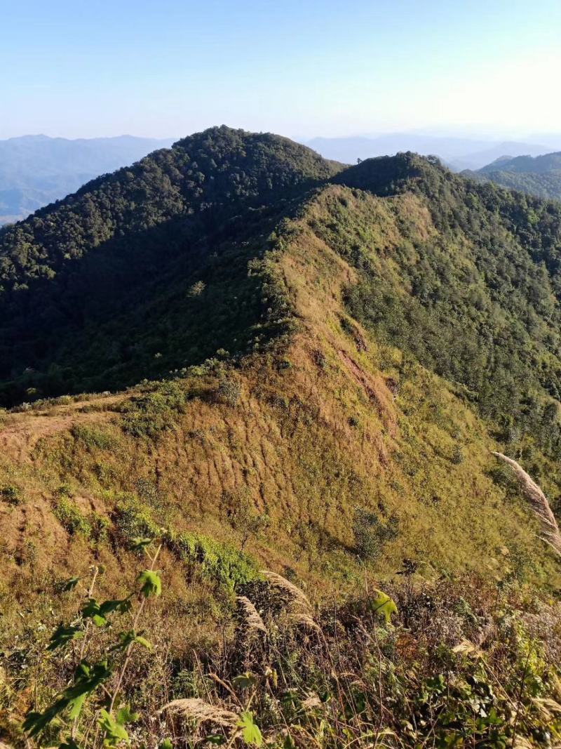 云南西双版纳普洱茶，有台地茶/小树茶/大树茶和古树茶