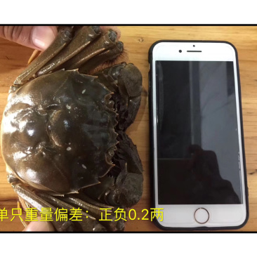 【实重量】精品大蟹鲜活现货特大公母蟹家庭聚会装