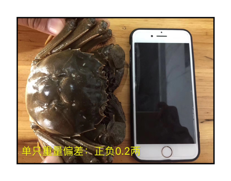 【实重量】精品大蟹鲜活现货特大公母蟹家庭聚会装