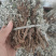 翻白草天然无硫翻白草一手货源