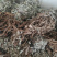 翻白草天然无硫翻白草一手货源