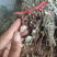 翻白草天然无硫翻白草一手货源