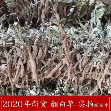 翻白草天然无硫翻白草一手货源
