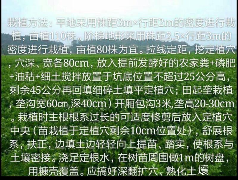 青秋脐橙苗/早熟脐橙良种/树人农林/纯度品质保障坏苗包赔