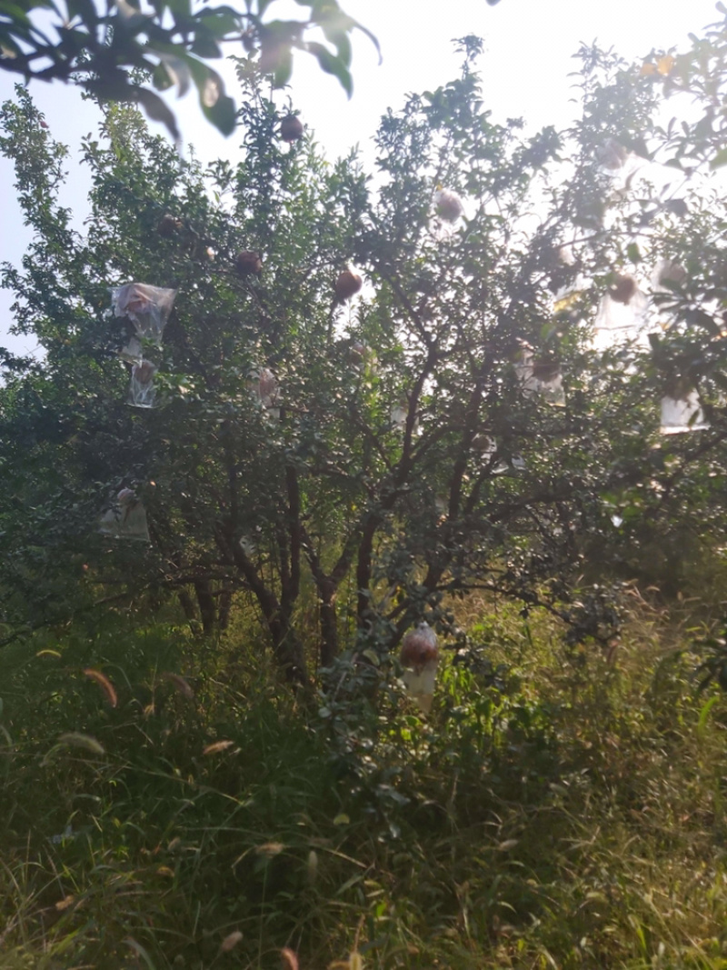 陕西西安精品果石榴树独杆丛生各种大小规格