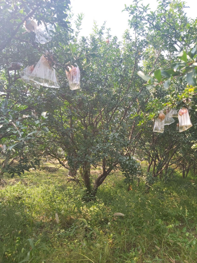 陕西西安精品果石榴树独杆丛生各种大小规格