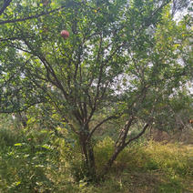 陕西西安精品果石榴树独杆丛生各种大小规格