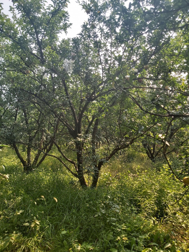 陕西西安精品果石榴树独杆丛生各种大小规格