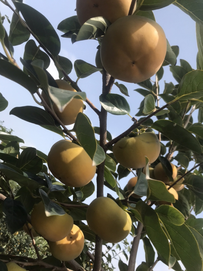 陕西阳丰脆柿甜柿果个大，果面好，万亩脆柿大量上市