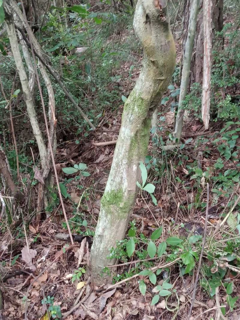 紫藤国藤价格优惠花量多