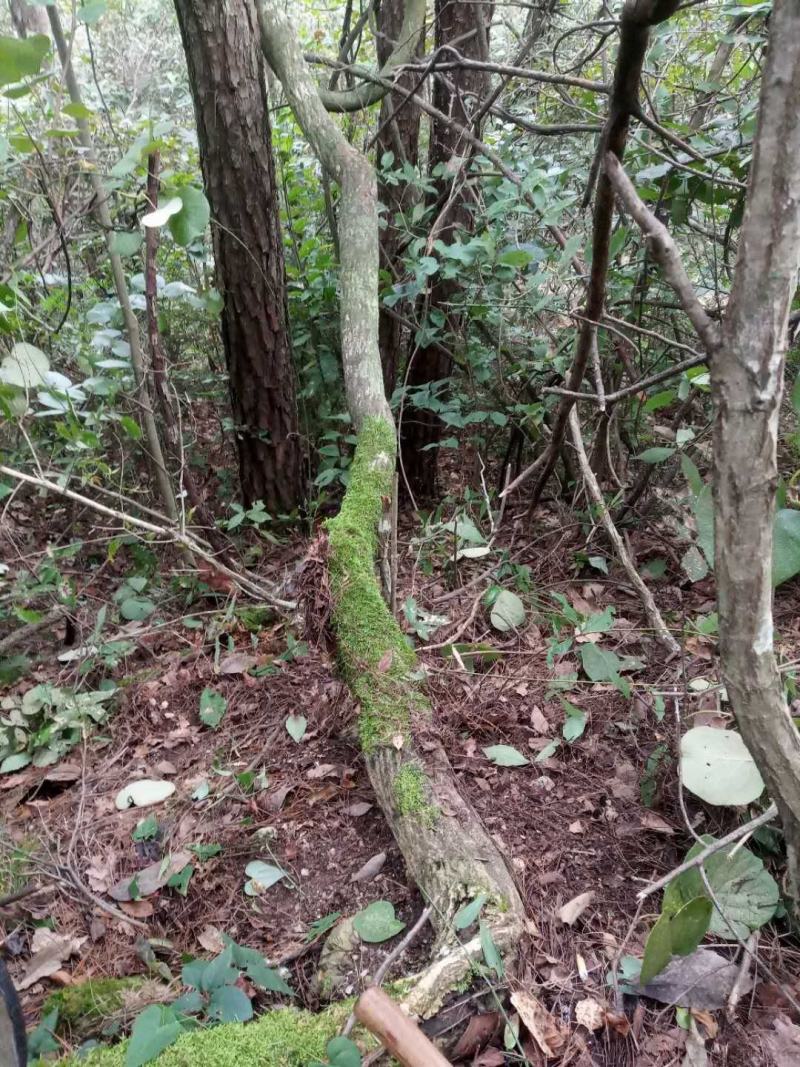 紫藤国藤价格优惠花量多