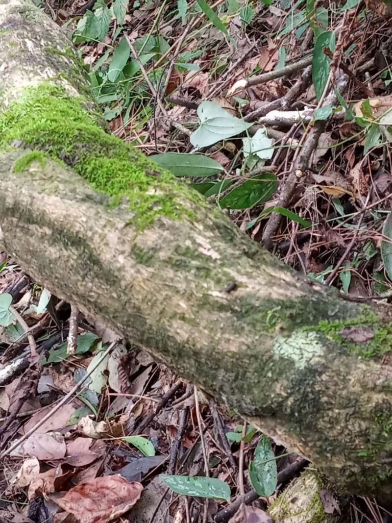 紫藤国藤价格优惠花量多