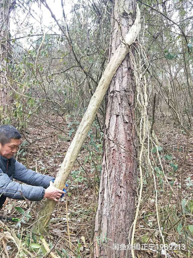 紫藤国藤价格优惠花量多