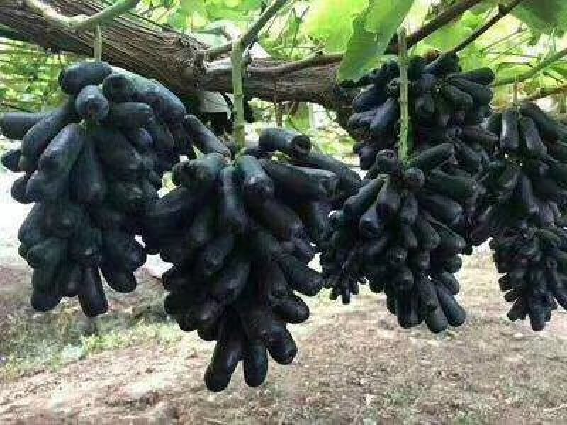 蓝宝石葡萄苗，《需要平台直接下单》