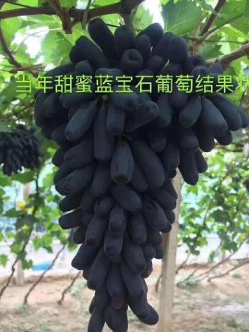 蓝宝石葡萄苗，《需要平台直接下单》