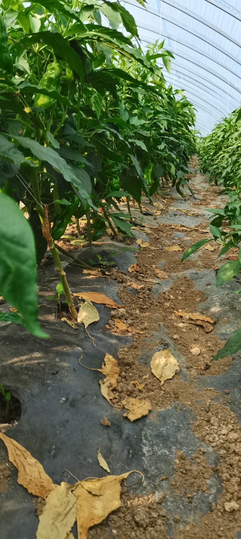 薄皮椒苏泡椒大量上市欢迎老板实地选购