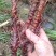 福建泉州野生石菖蒲药农产地直销过滾桶去毛须