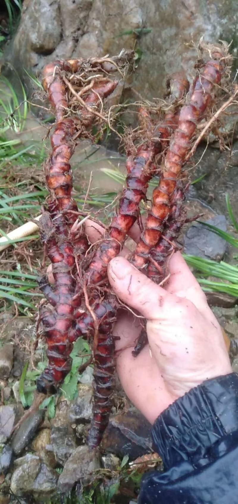 福建泉州野生石菖蒲药农产地直销过滾桶去毛须